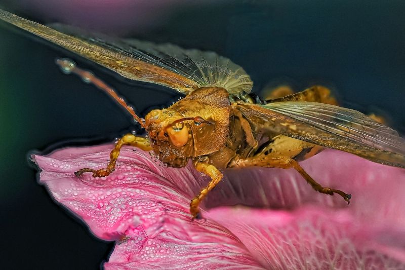 Саранча фото превью