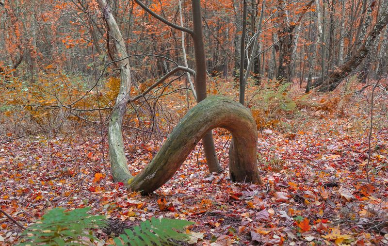 Чёртово дерево. фото превью