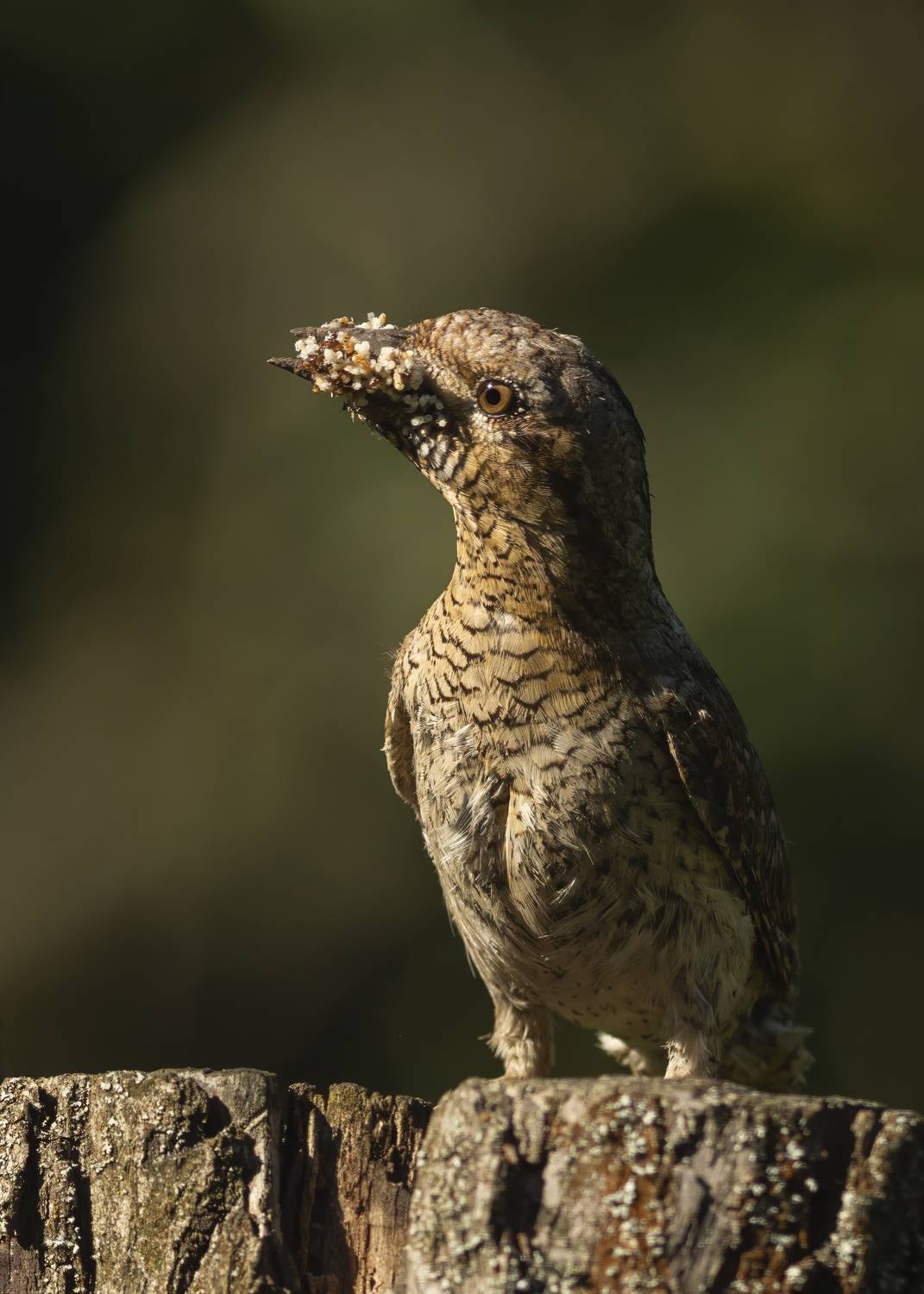 , Денис Пронин