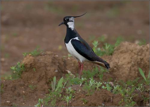 Чибис