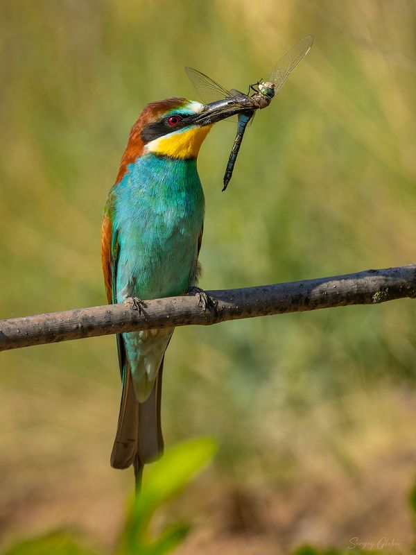 щурка, птицы, пернатые С добычей фото превью
