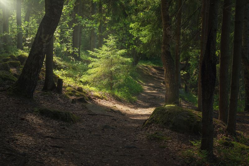 Монрепо фото превью