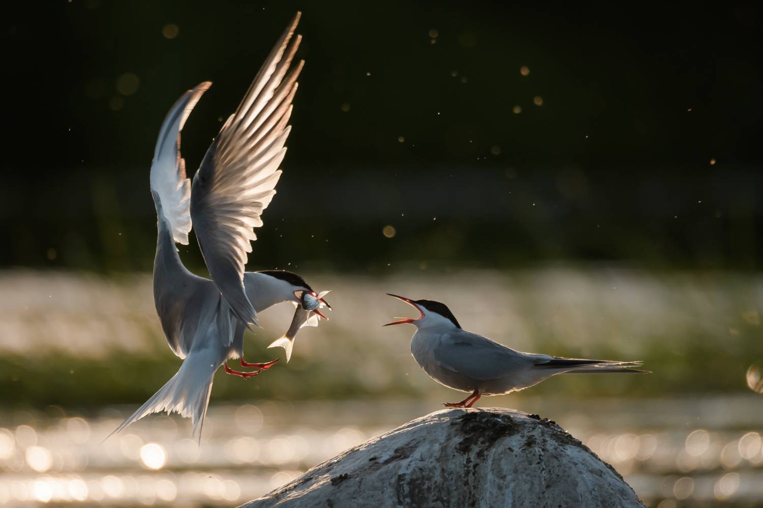 речная крачка, Sterna hirundo, Соварцева Ксения