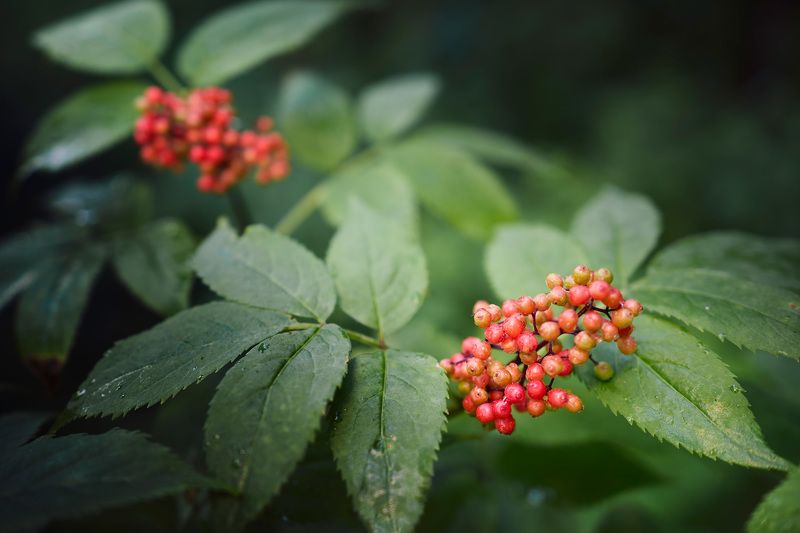 Лесные ягоды фото превью