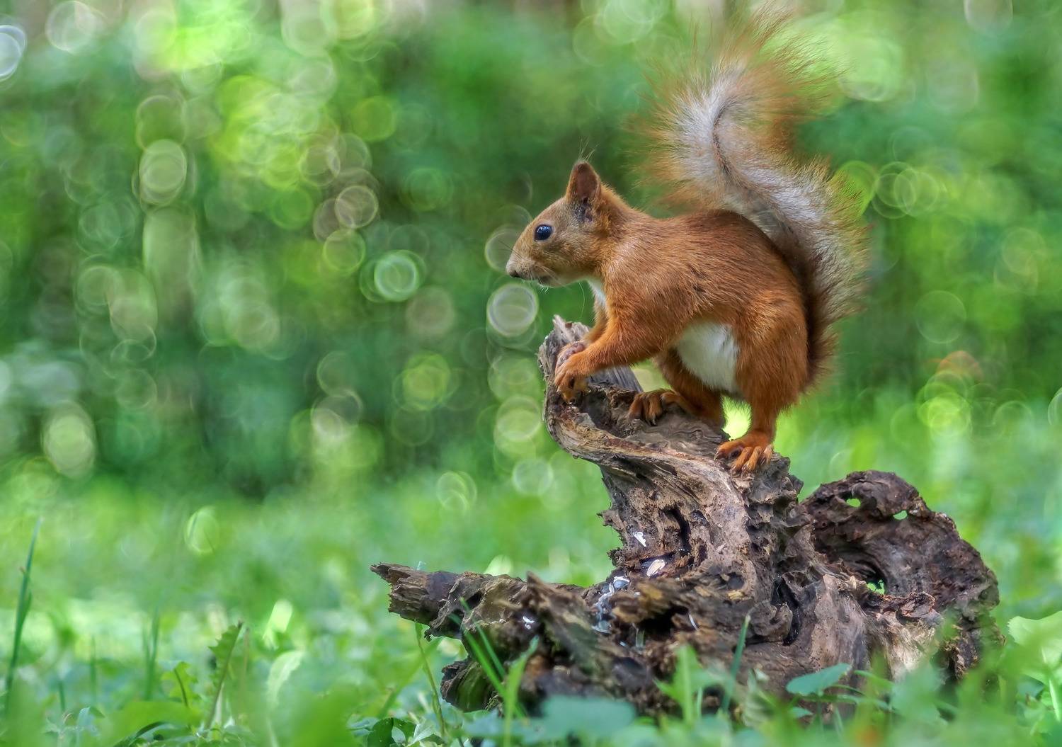 , Чепленко Алексей