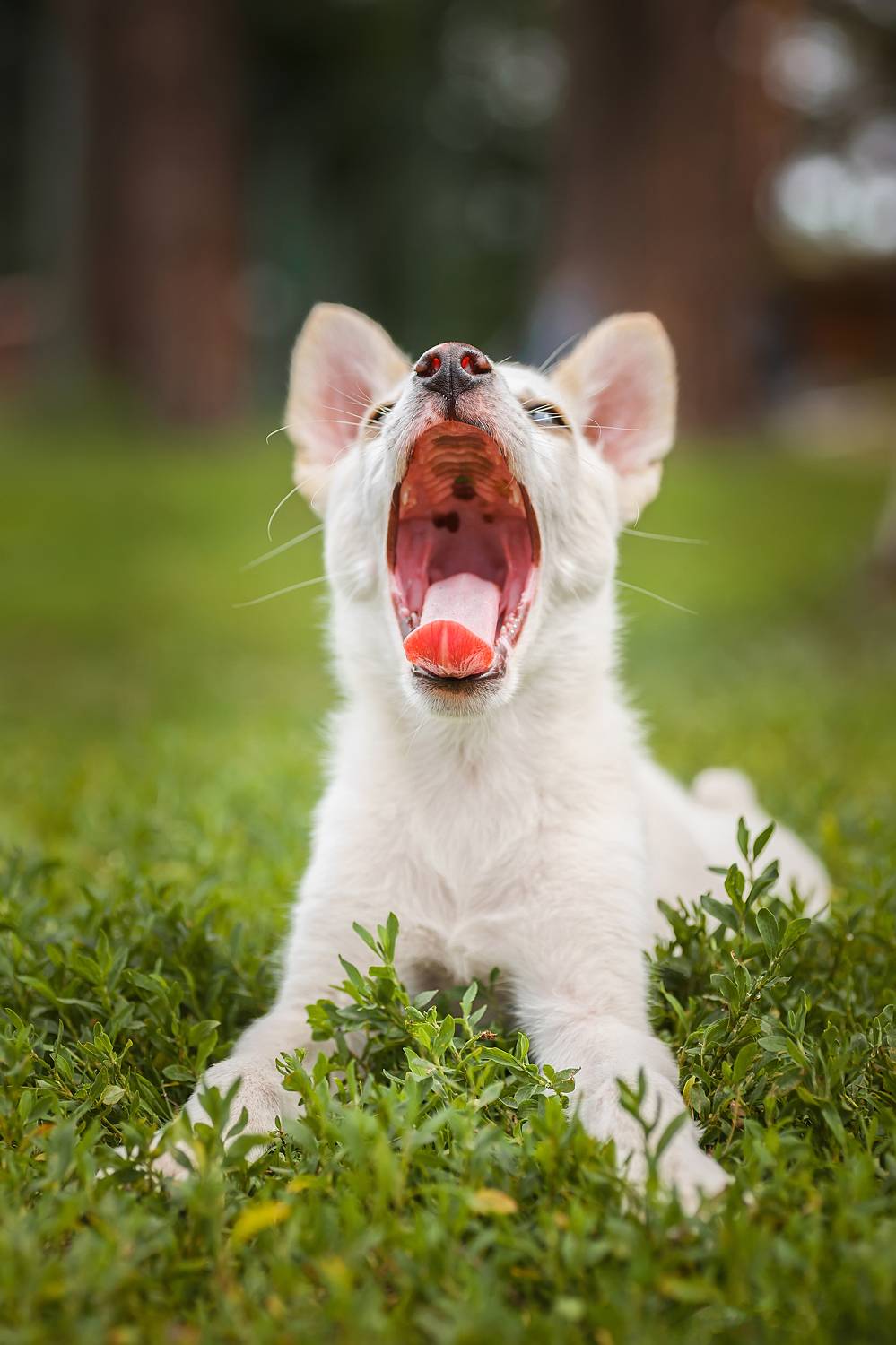 grass, cute, puppy, pet, mutt, young, canine, black, dog, portrait, Корнеев Алексей