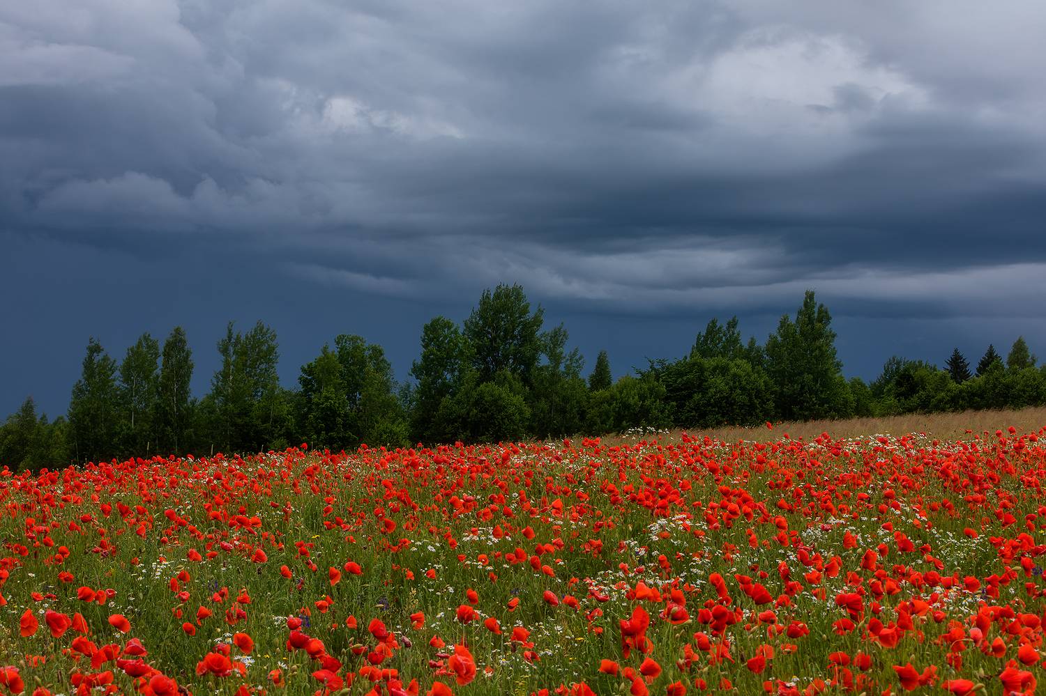 , Alexander Pashenichev