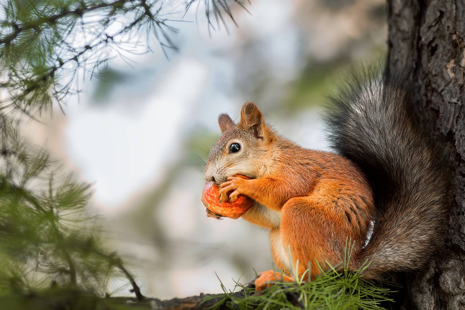 wild, animal, squirrel, tree, wildlife, forest, brown, tail, nature, green, Корнеев Алексей