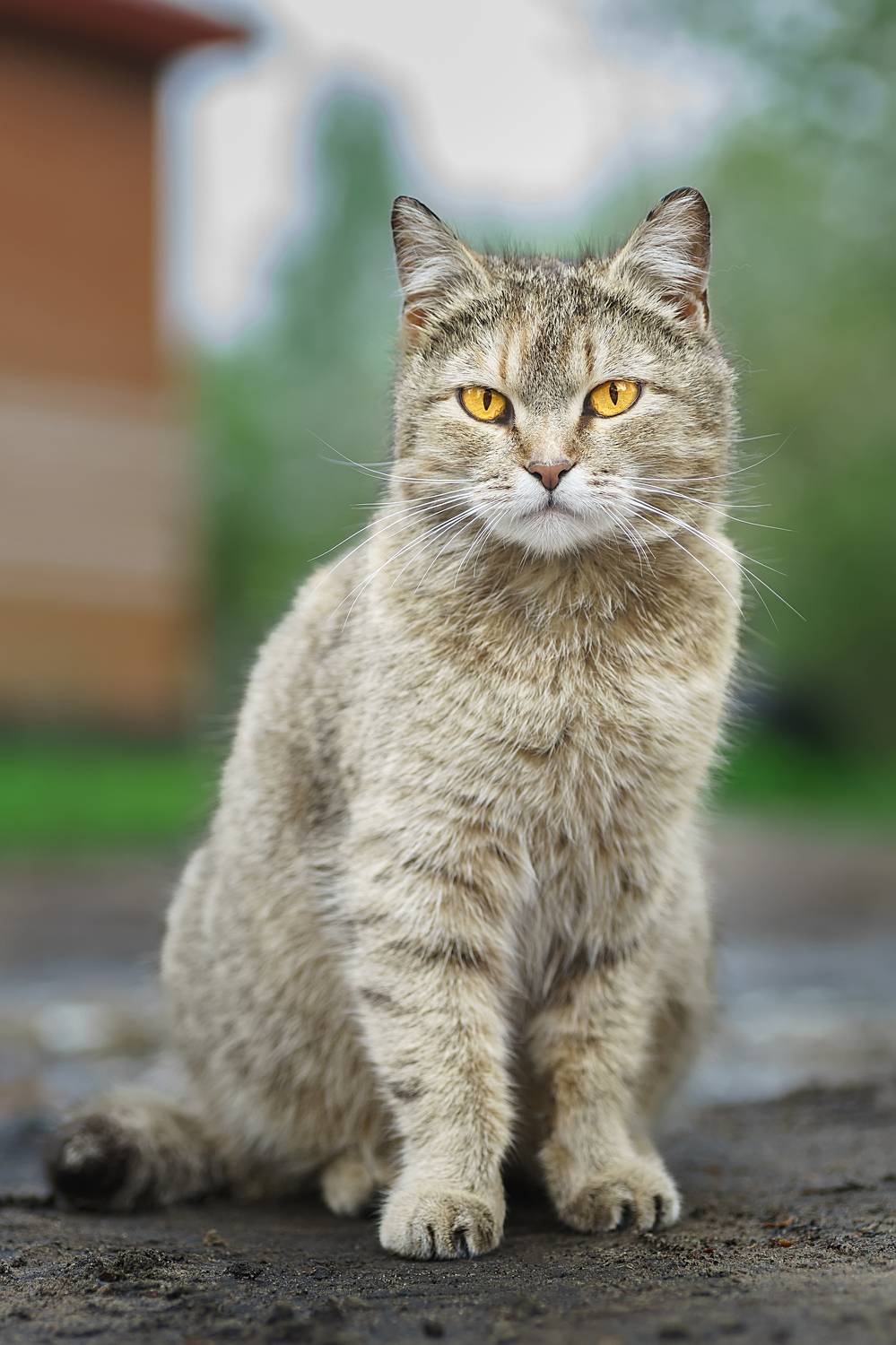 green, grass, kitten, kitty, striped, domestic, young, grey, animal, portrait, Корнеев Алексей