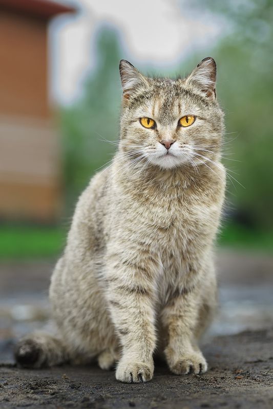 Кошка фото превью
