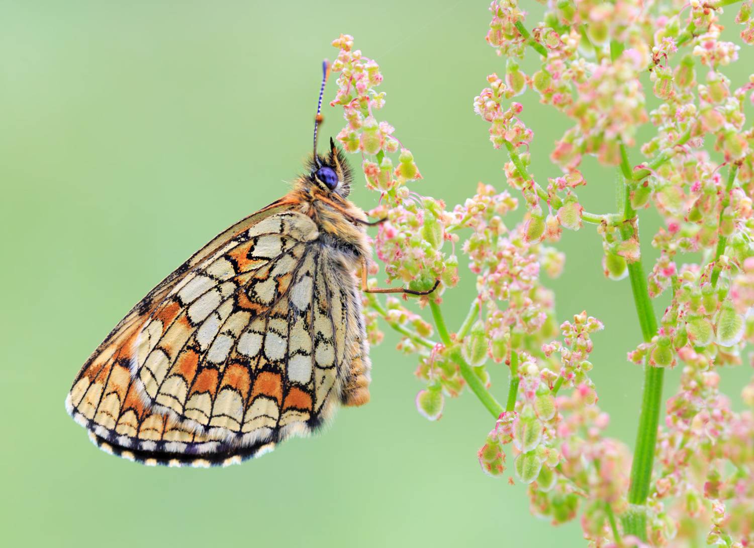 насекомые, бабочка, нимфалида, шашечница, аталия, лето, июнь, Борис Новиков