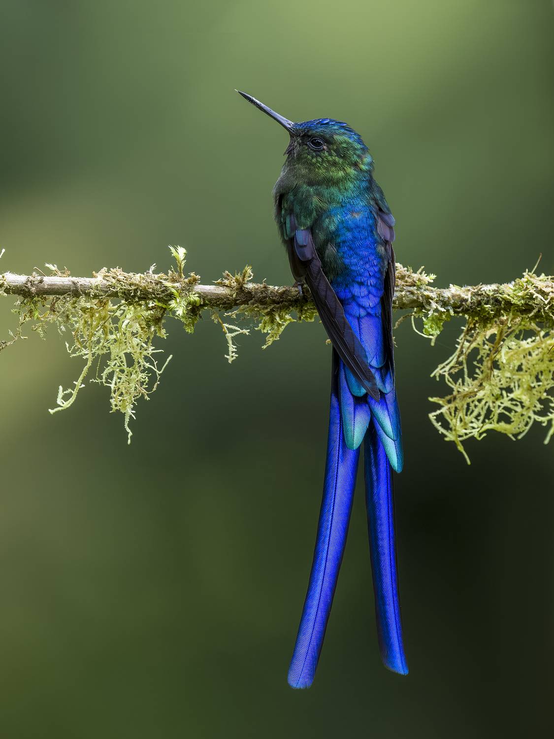 , Burgalin Sequeira Fernando