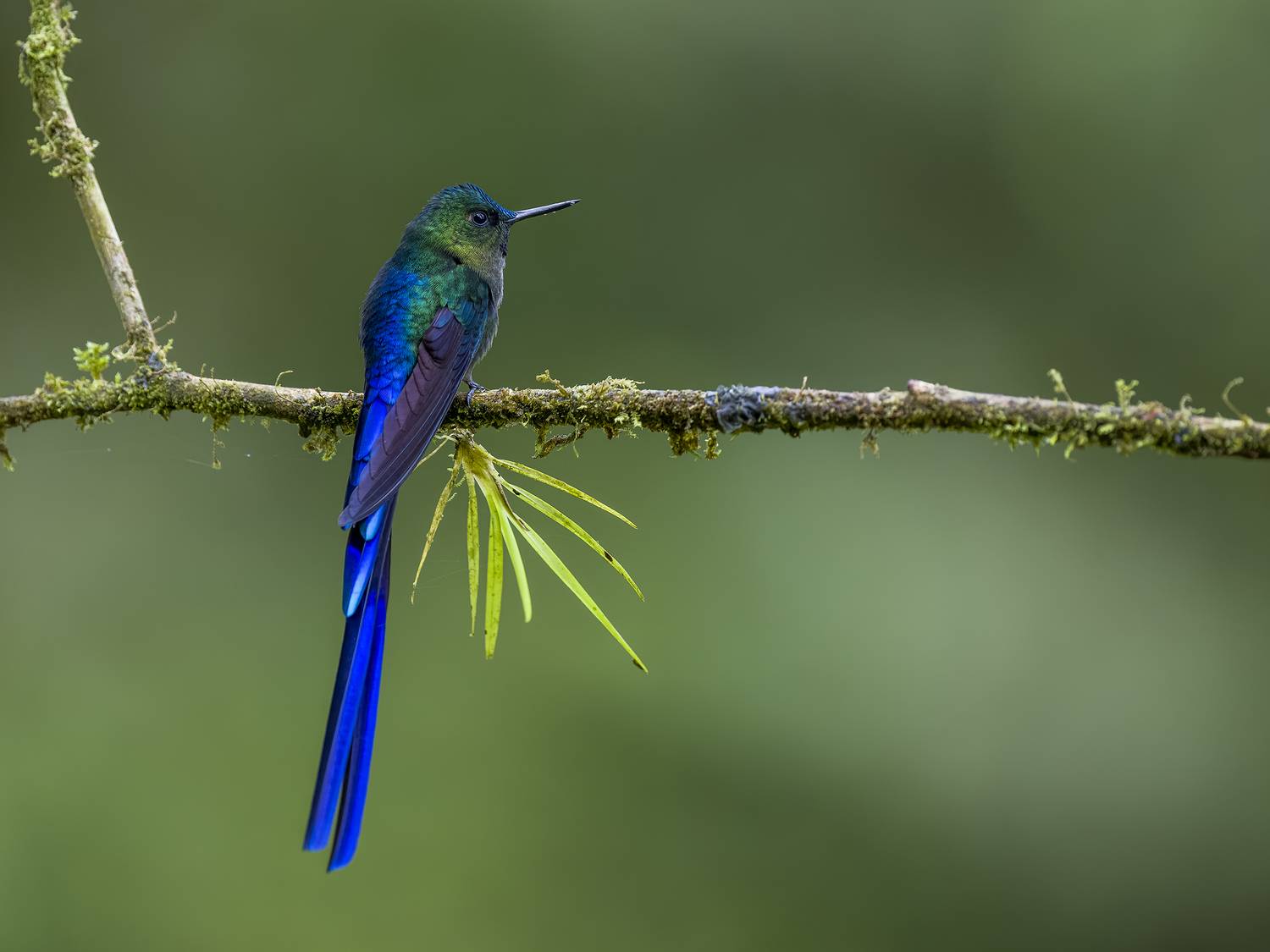 , Burgalin Sequeira Fernando