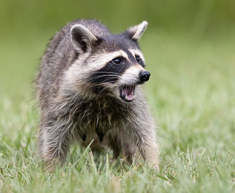 енот обыкновенный, енот-полоскун, raccoon, енот, дикие животные, животные, animals Енот-полоскун -Raccoon фото превью