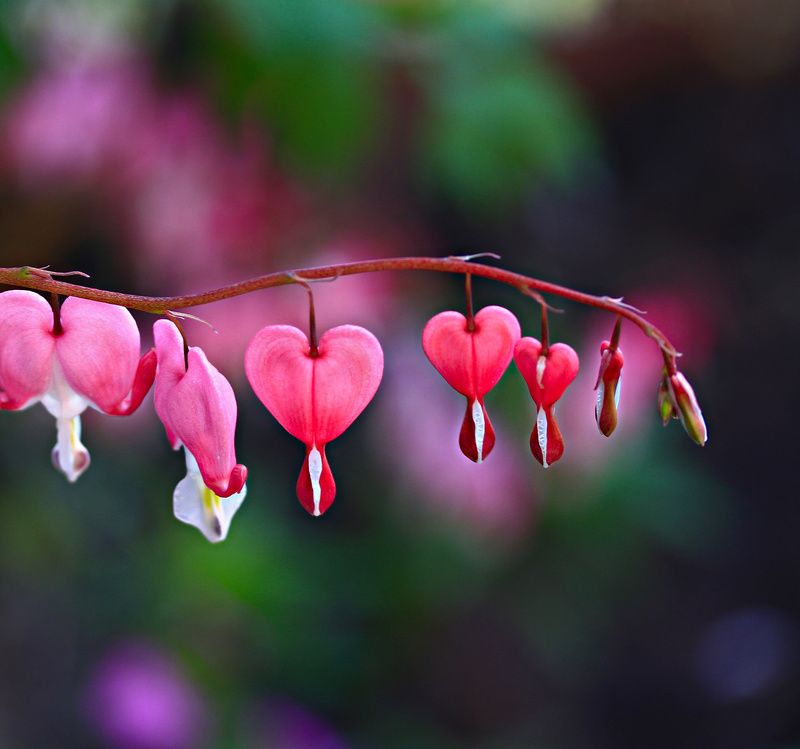 цветы, лето, дицентра hearts фото превью