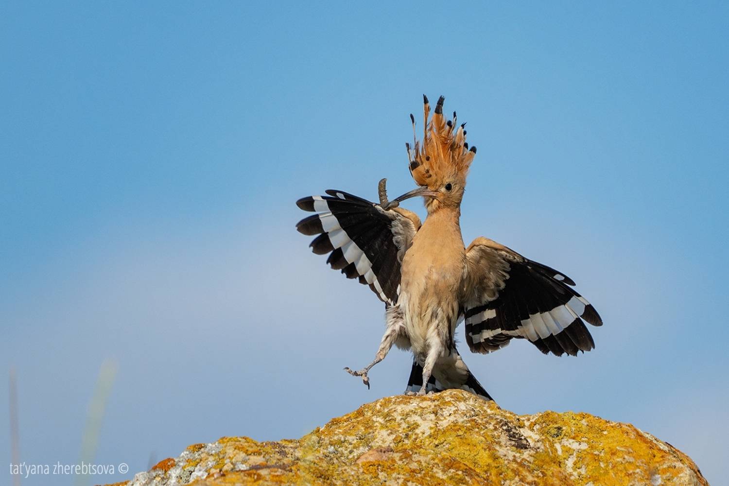 , Татьяна Жеребцова