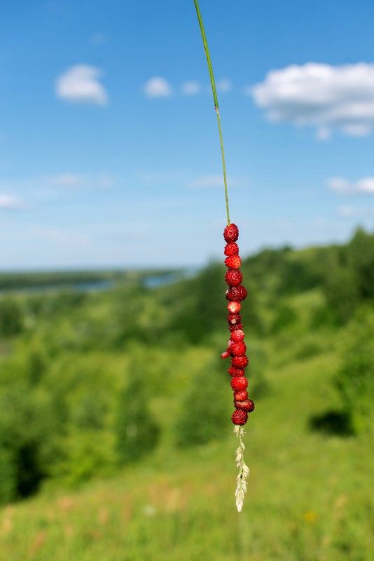 #лето Июнь в деревне. фото превью