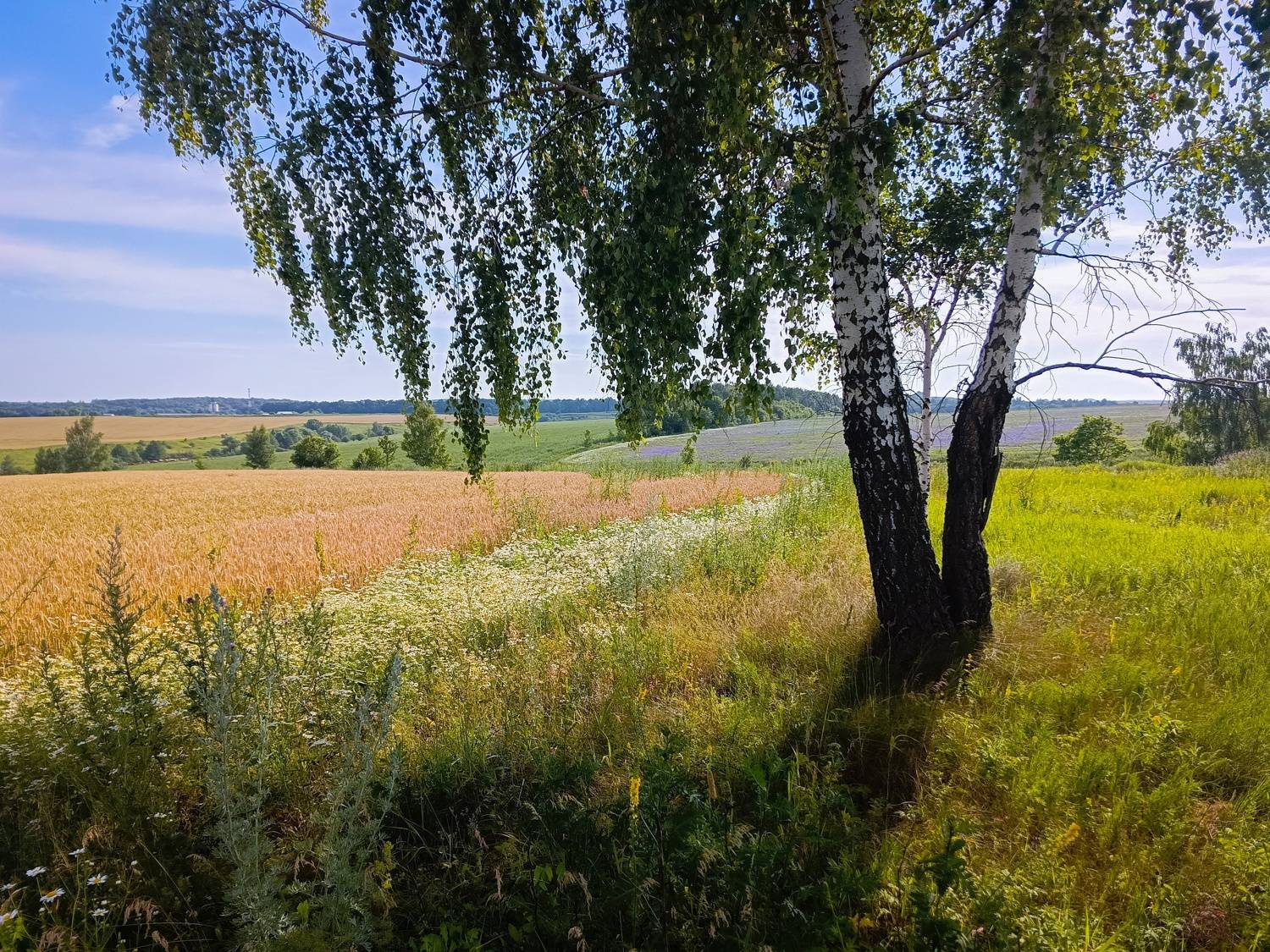 , Кондрашова Светлана