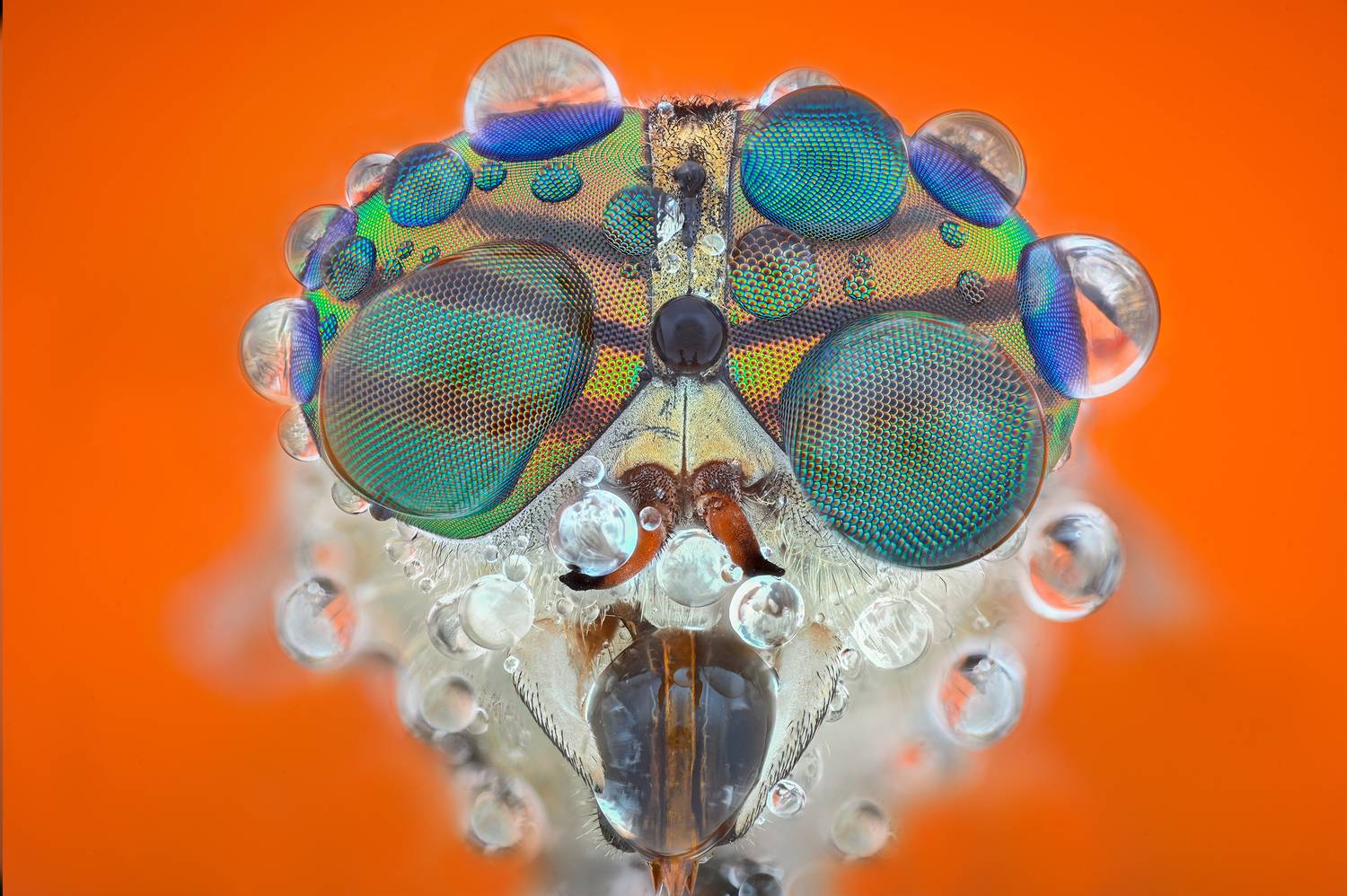 ceclii, macro, Цветан Ганев