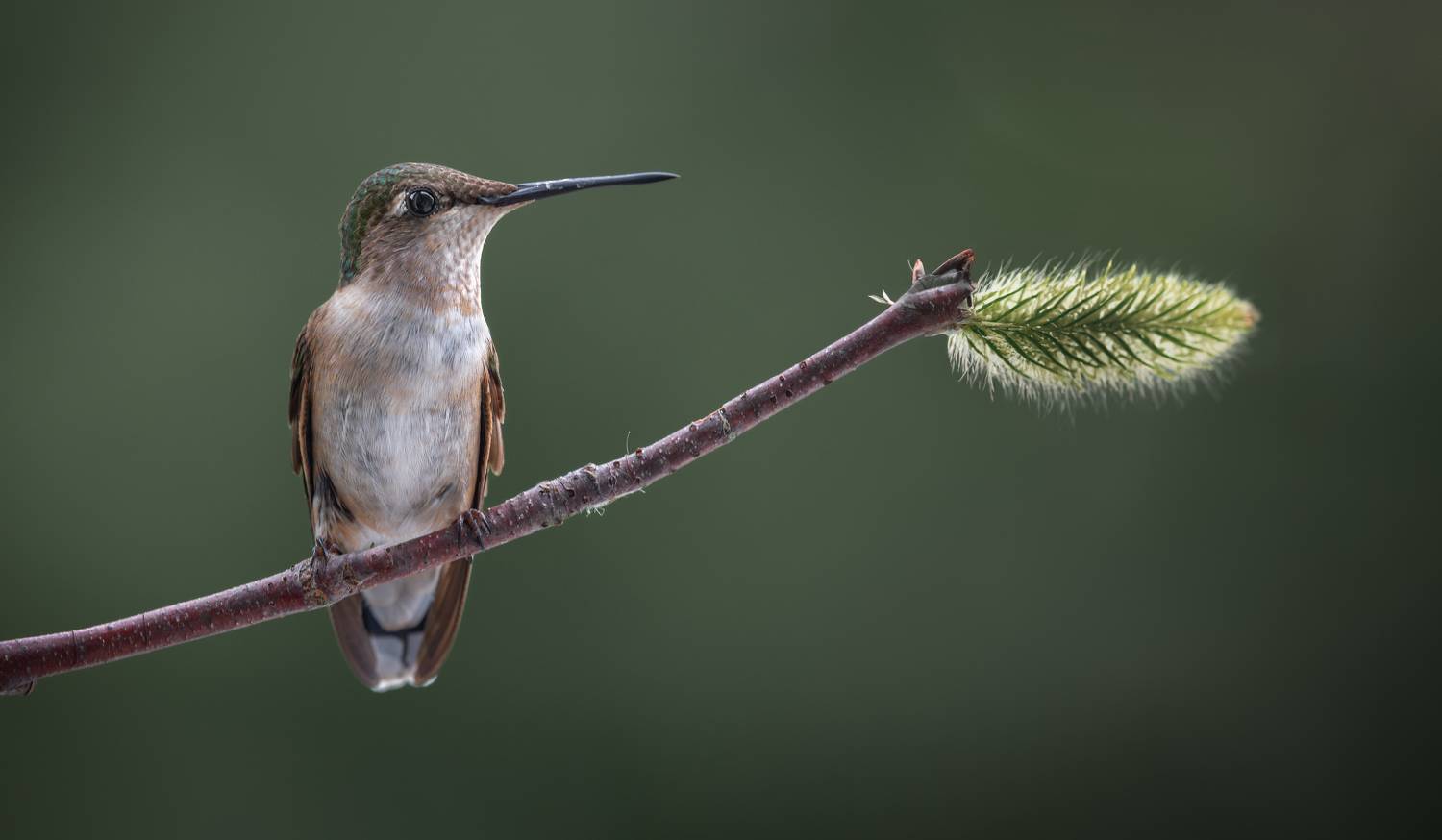 bird, humming, hummingbird, hummingbirds, hummer, rufous, nature, animals, wild, action, dynamic, Atul Saluja