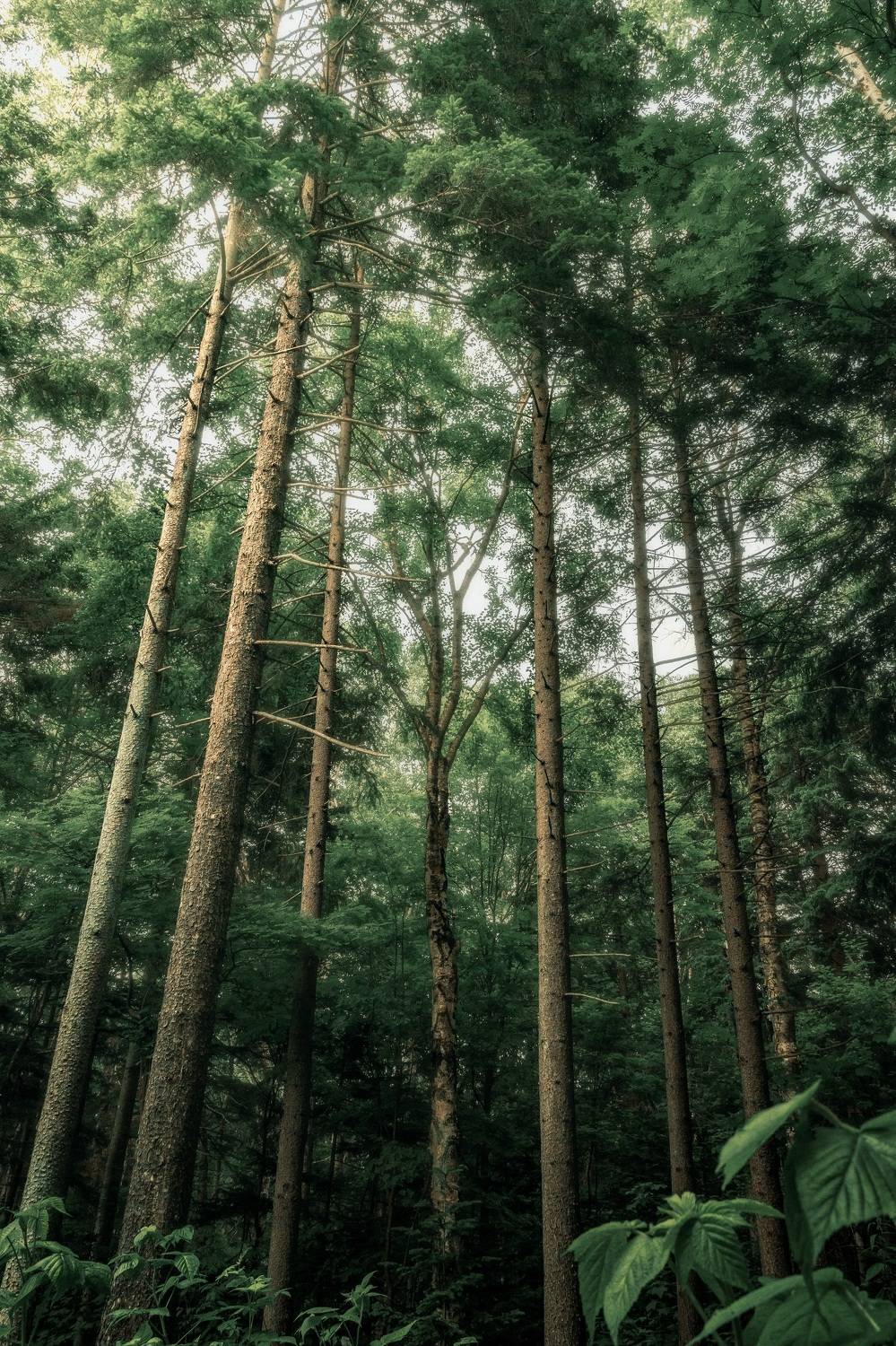 , Антон Сидоров