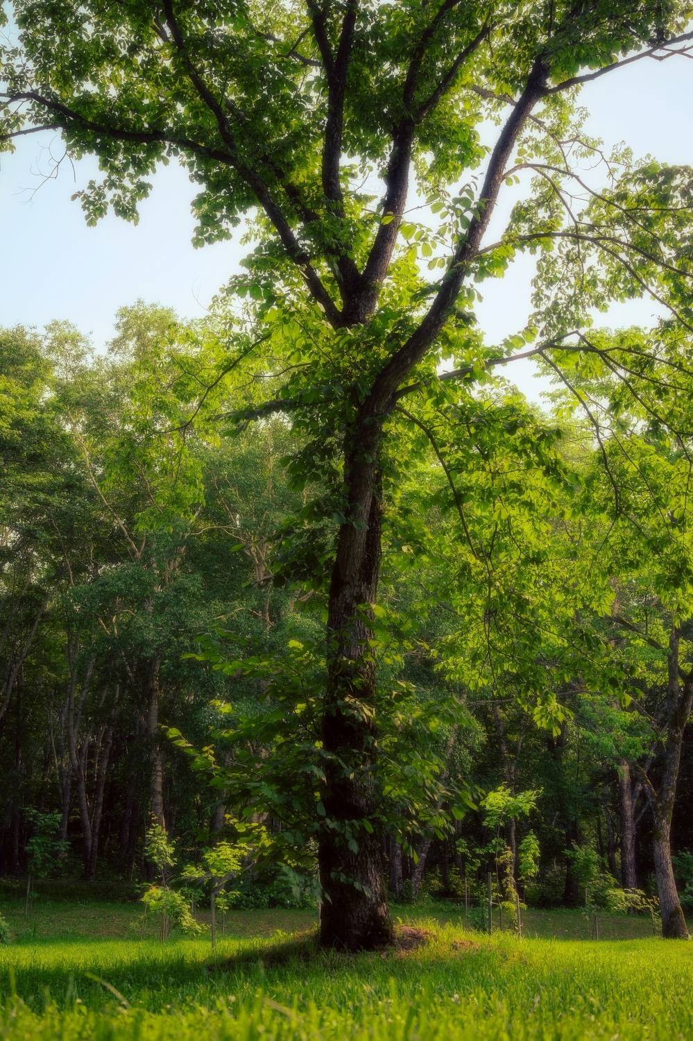 , Антон Сидоров