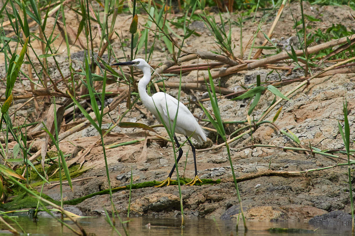 bird, birdswatching, volgograd, russia, wildlife, , Павел Сторчилов