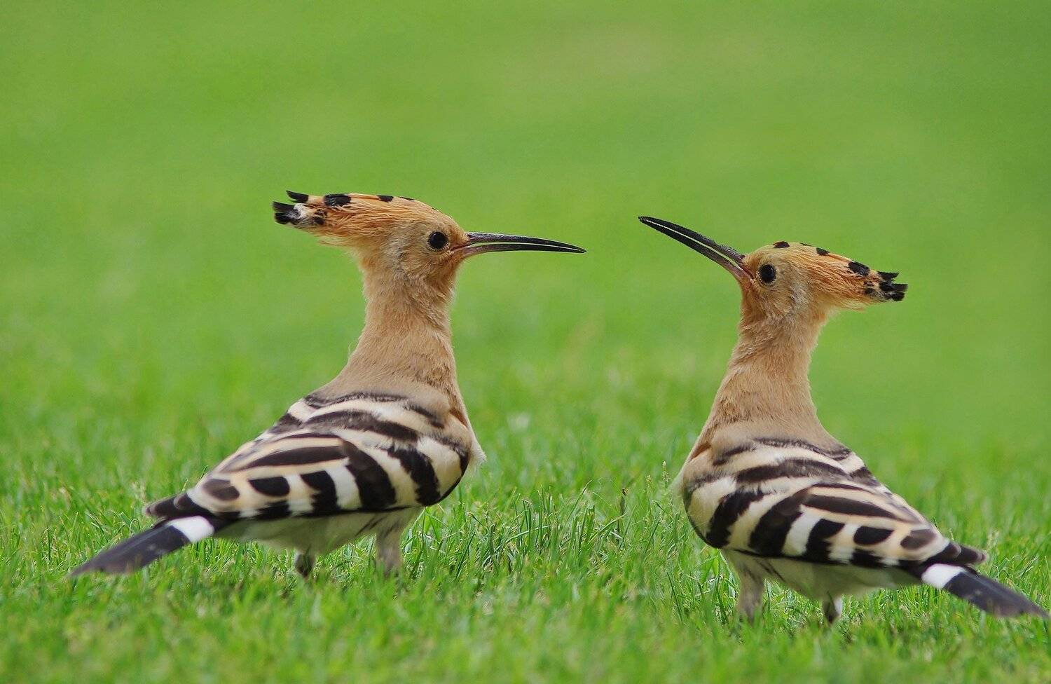 Animals, Birds, Dudek, Jacek