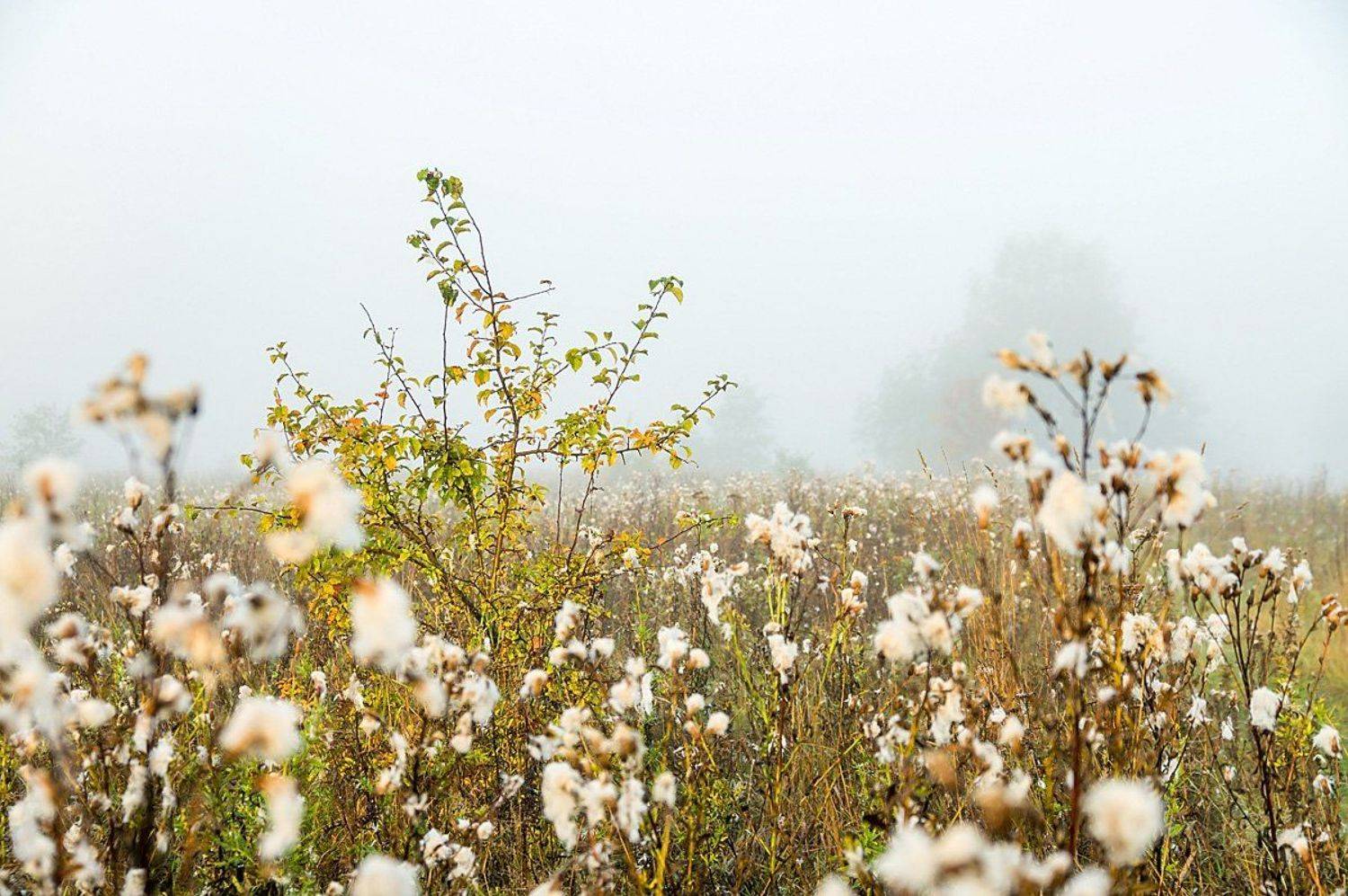 туман, утро, разнотравье, луг, осень, Ирина Белотурова