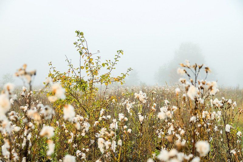 туман, утро, разнотравье, луг, осень Туманная фото превью