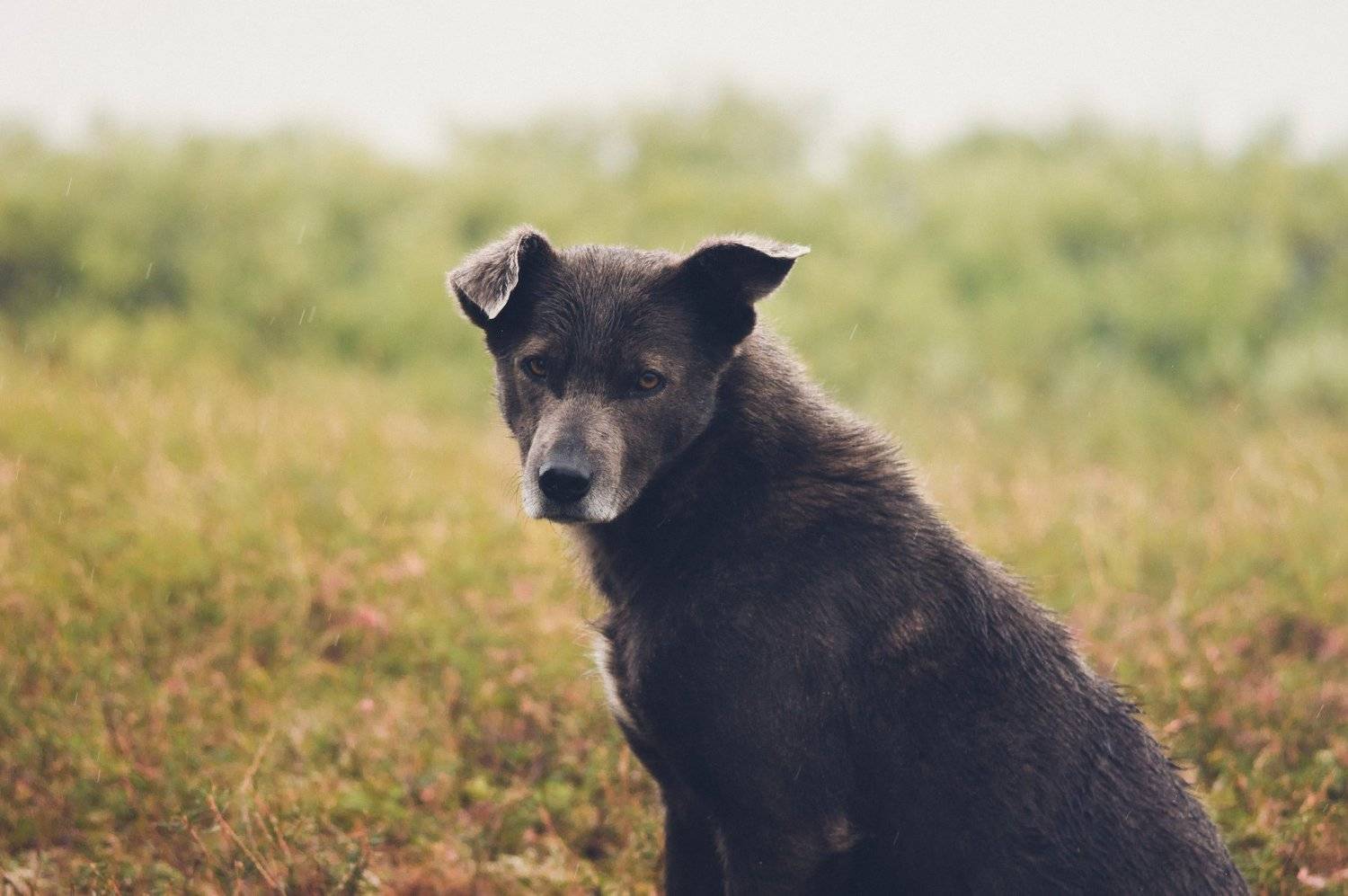 , Артем Пятницкий