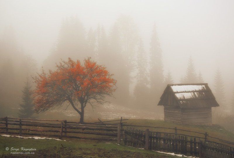 Autumn, Carpathians, Fall, Fog, Mountains, Tree, Горы, Дерево, Карпаты, Осень, Туман Foggy Autumn Morning фото превью