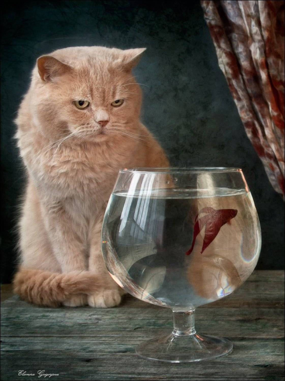 Кот, Натюркотики, Рыбка, Eleonora Grigorjeva