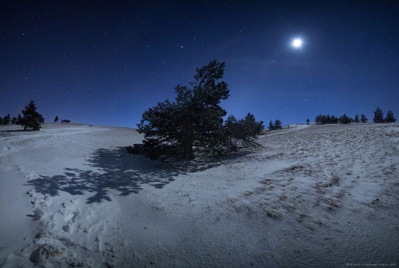 пейзаж, романлюбимский, ночь, елка, снег,луна, тень,  Ночное безмолвие фото превью