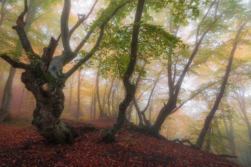 демерджи, крым *** фото превью