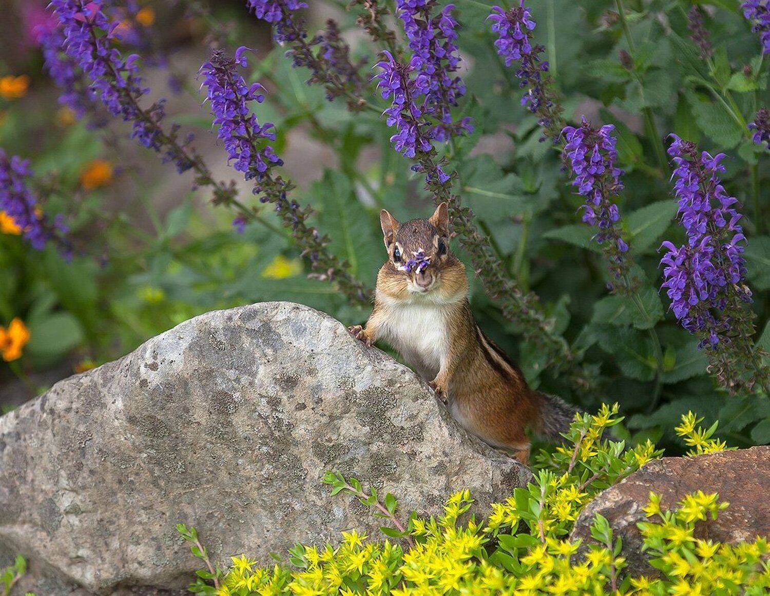 бурундук, животные, природа, Антонина