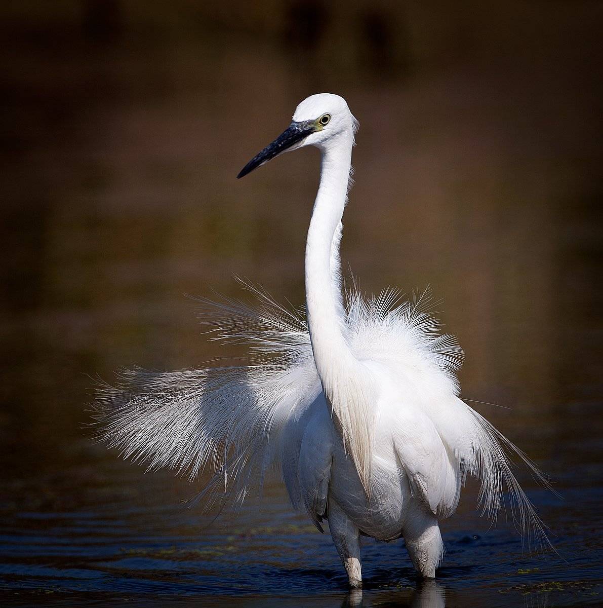 , Андрей Канышев
