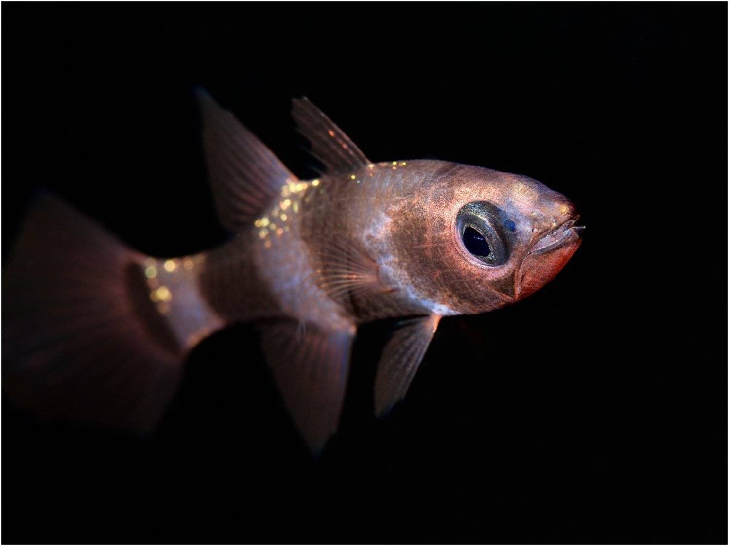 комета, филиппины, дайвинг, макро, кардинал, Unlis