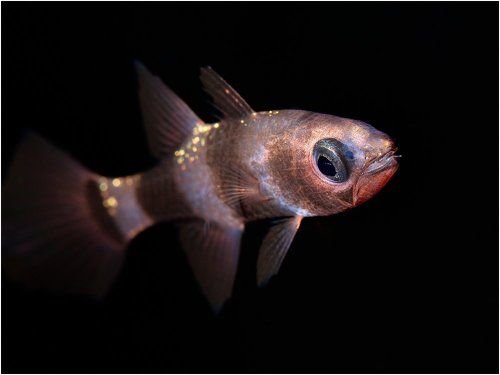 Золотая рыбка