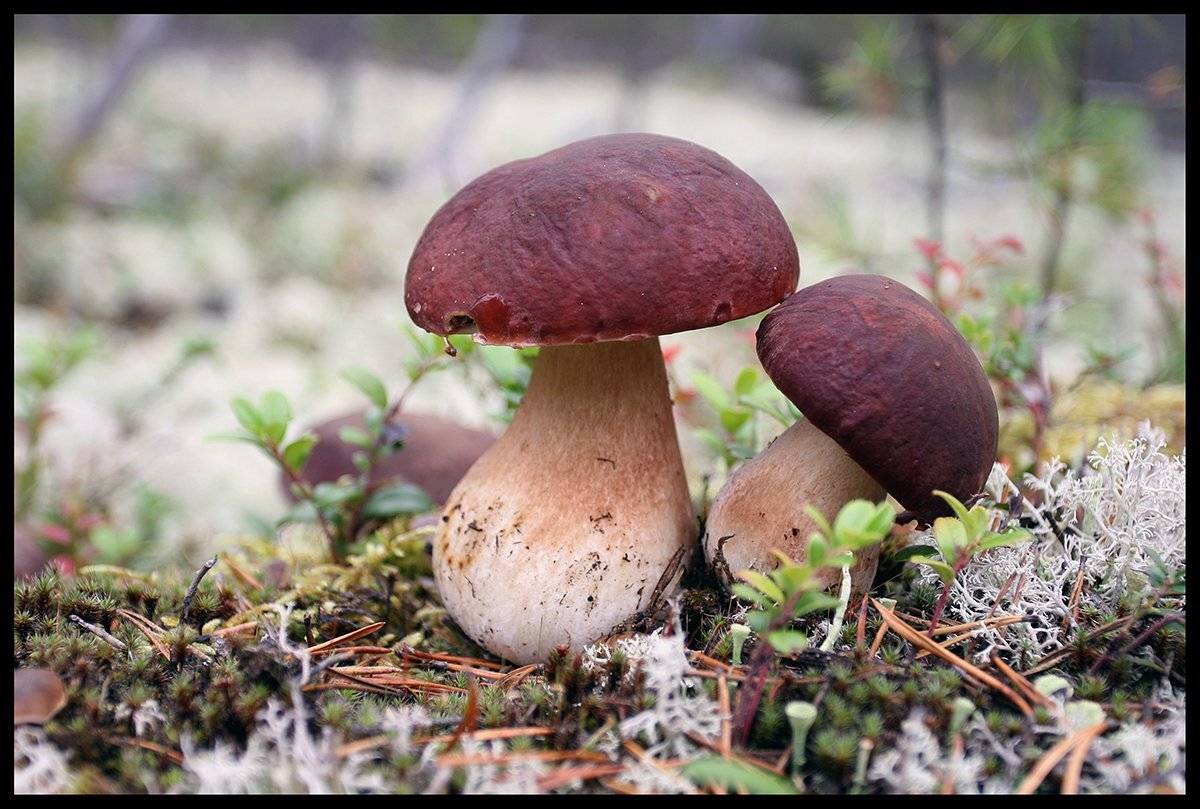 , Поташев Александр