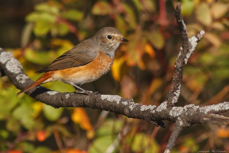 Горихвостка Redstart. фото превью