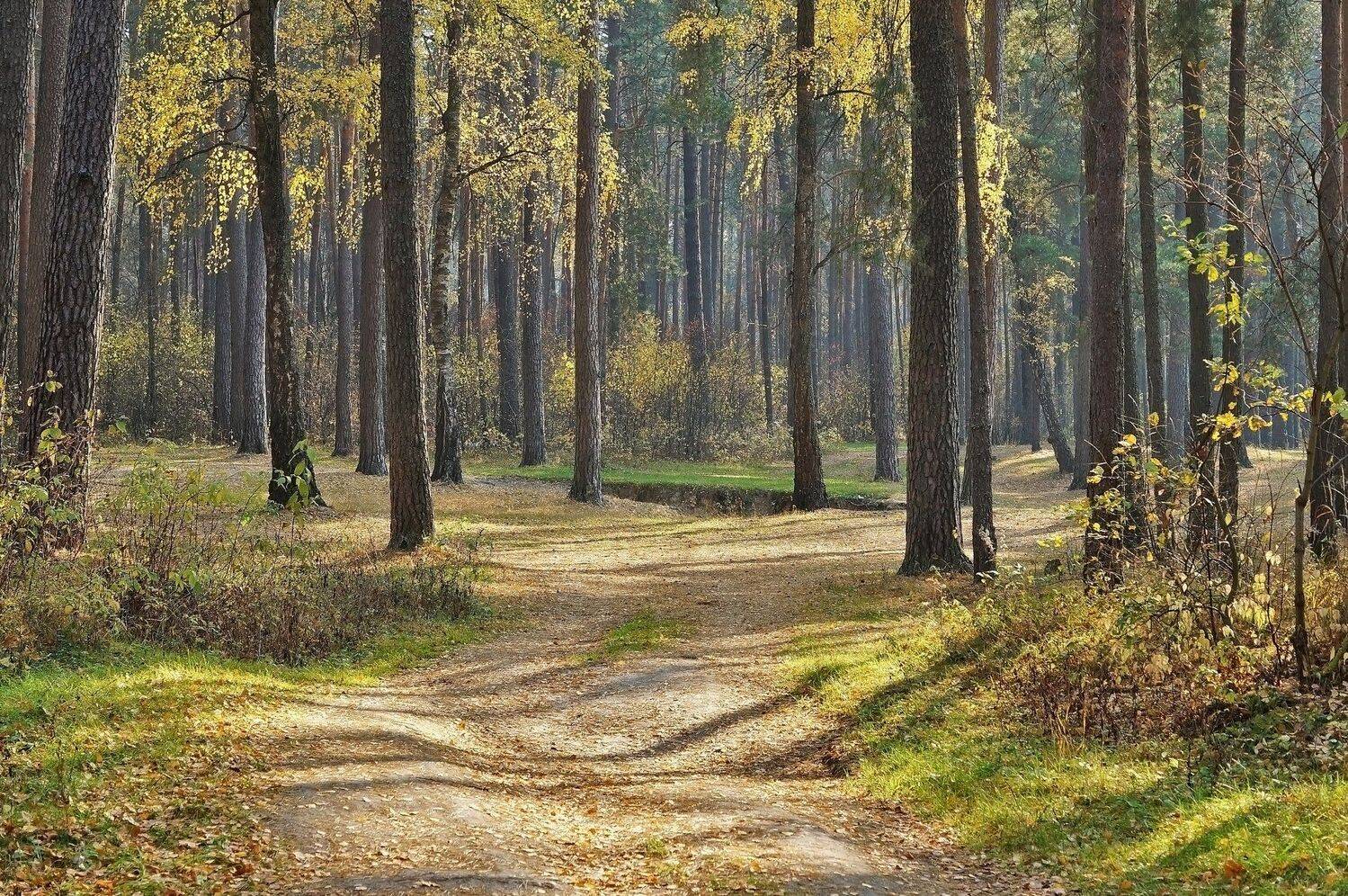 деревья, дорога, красота, лес, осень, пейзаж, природа, россия, сосны, тропинка, Юлия Лаптева