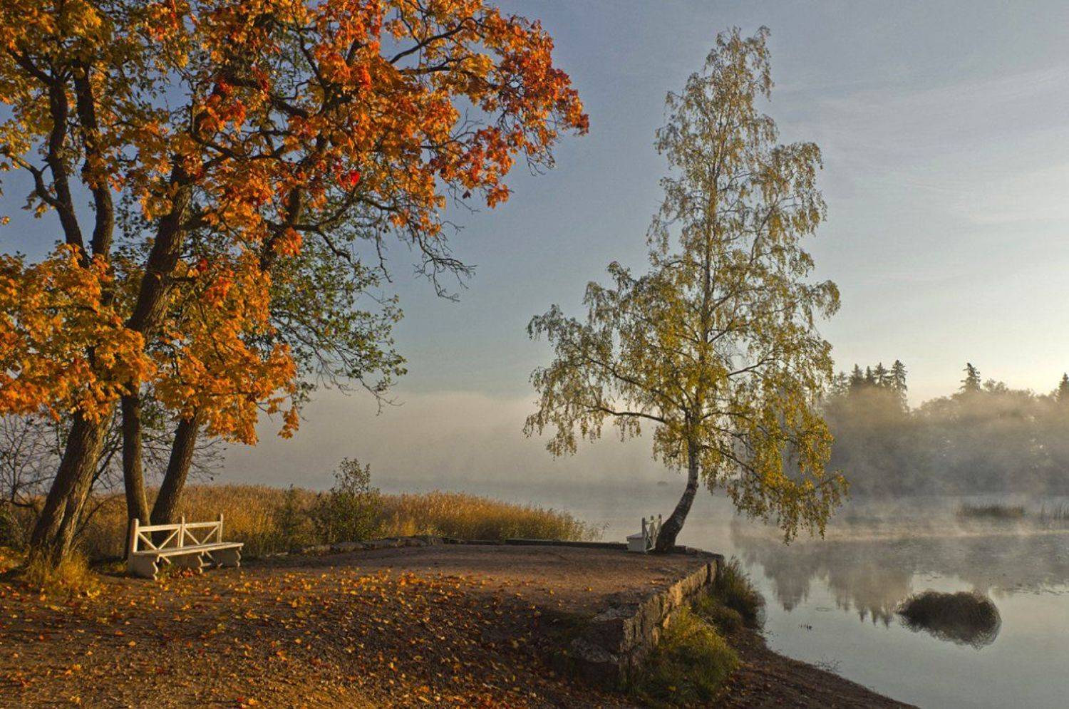 парк монрепо,выборг,осень,туман, Александр S
