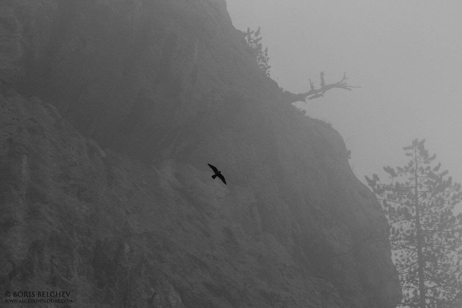 , Борис Белчев