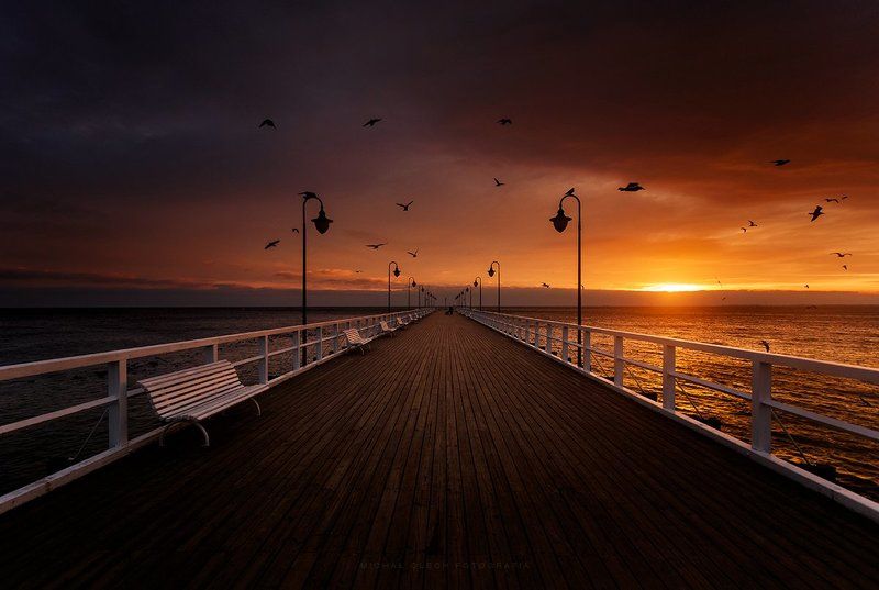 балтийское море, гдиня, baltic sea, gdynia Птицы фото превью