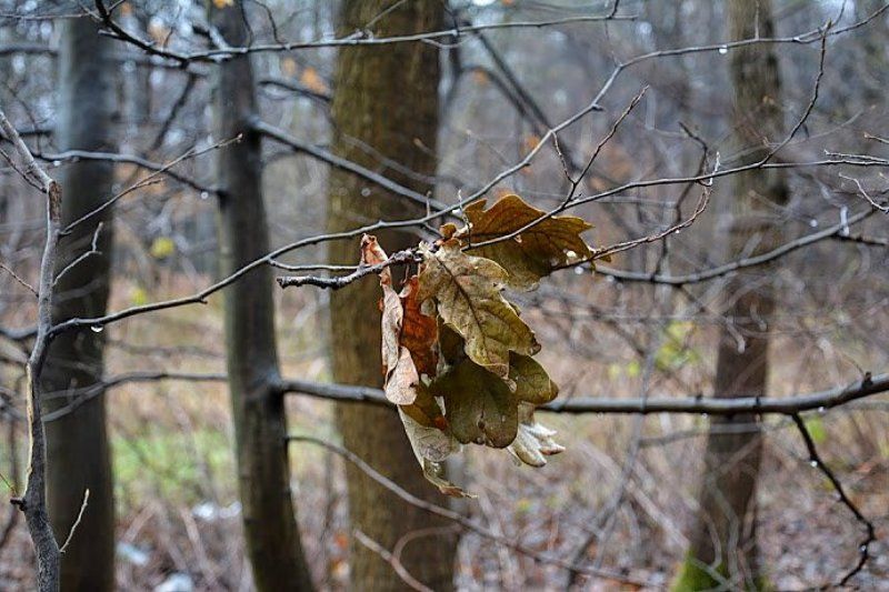 белка, красота, лес, природа, туман Когда рассеялся туман... фото превью