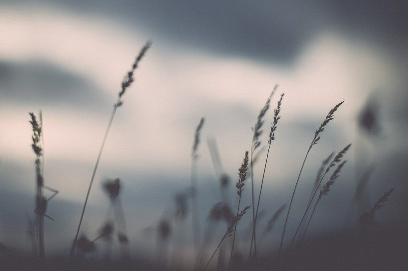 трава, осень, тундра Сухостой фото превью