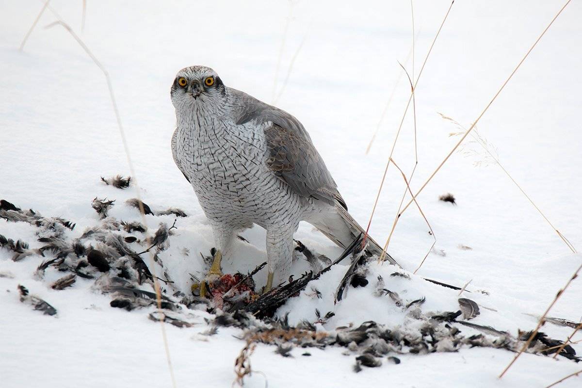 Зима, Камчатка, Снег, Ястреб, Денис Будьков