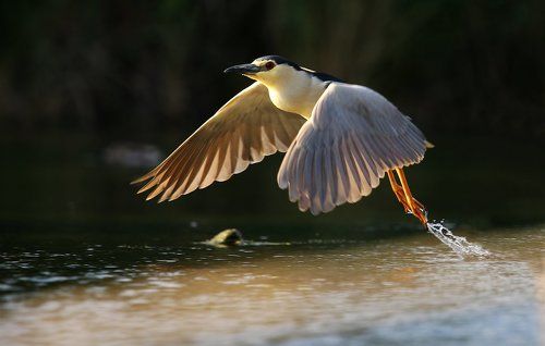 Обыкновенная кваква (лат. Nycticorax nycticorax)