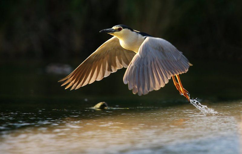 #birds, #fauna, #nature, #wildlife, #кваква обыкновенная, #природа, #птицы, #фауна Обыкновенная кваква (лат. Nycticorax nycticorax) фото превью